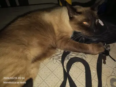 Loki