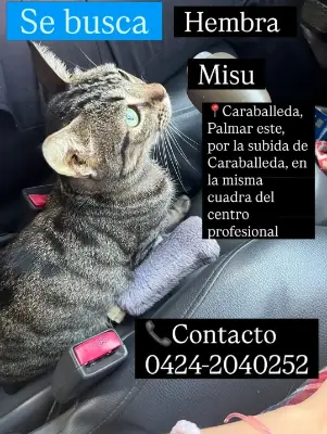 Misu