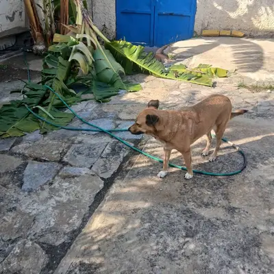 Canela — foto 3