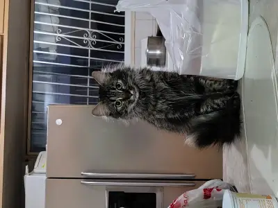Coco