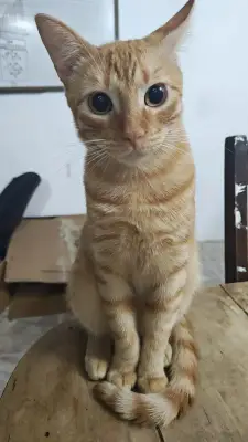 Quesito