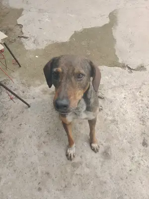 Canela — foto 1