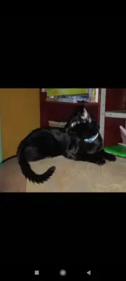 Perro perdido