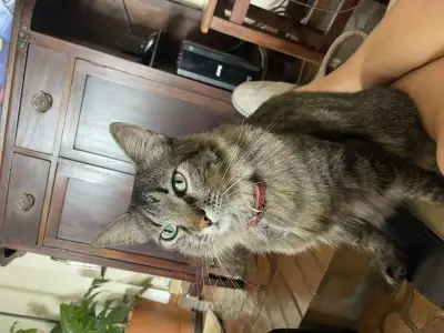 Remi