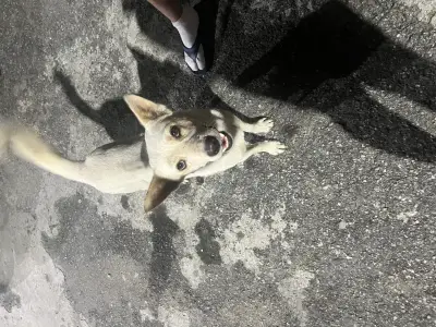 Perro perdido