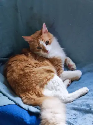 Palmerito Spanky