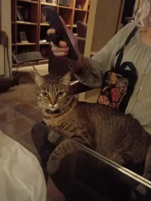 Freya