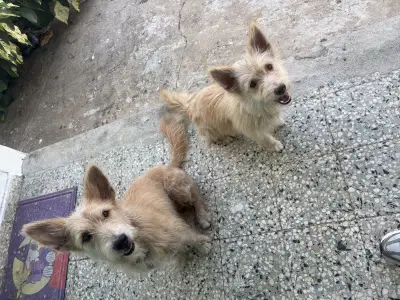 Desconocidos