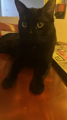 Pepper, reunida con su familia — foto 3