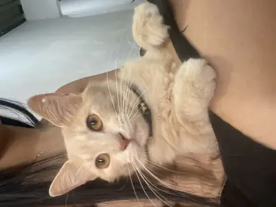Paco