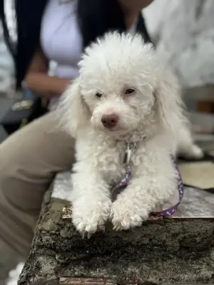 Chloe