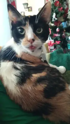 Kitty