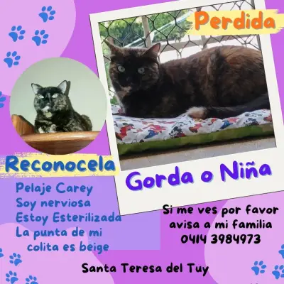 Gorda o Niña