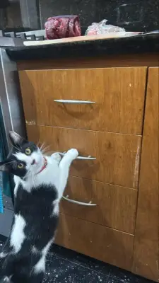 Vinnie