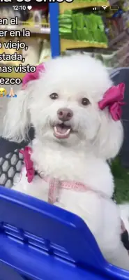 PERRITA “CHLOE”