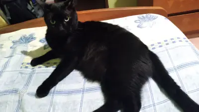 Foto de Loki, reunida con su familia