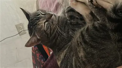 NALA