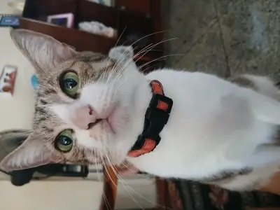 Misa