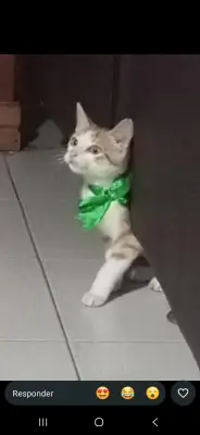 Porfirio
