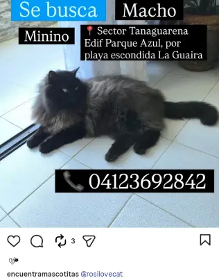 Minino