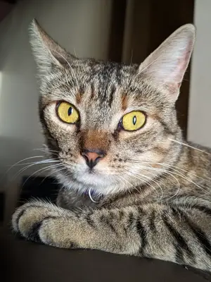 Lulú