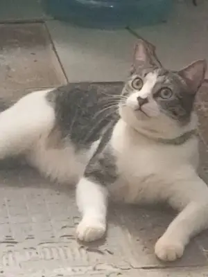 Tito