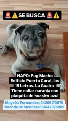 Napo