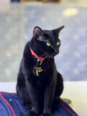Koki