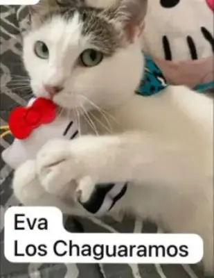 Eva