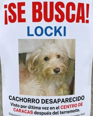 Perro perdido