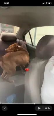 Perro perdido