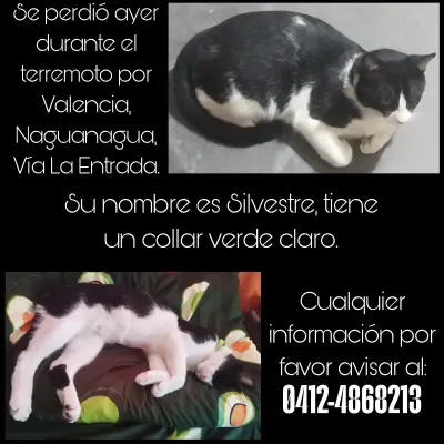 Silvestre