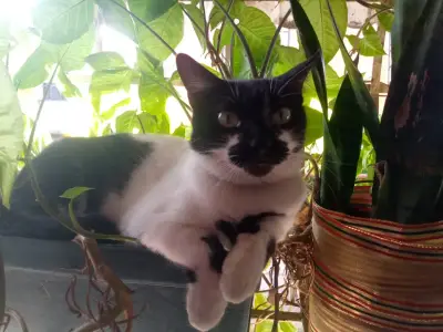 Samira
