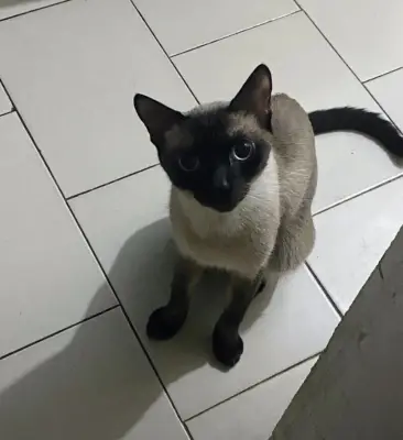 Cleo
