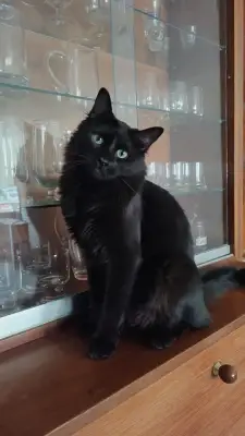 Chimuelo