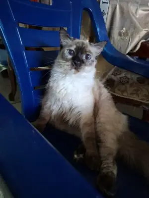 Oreo