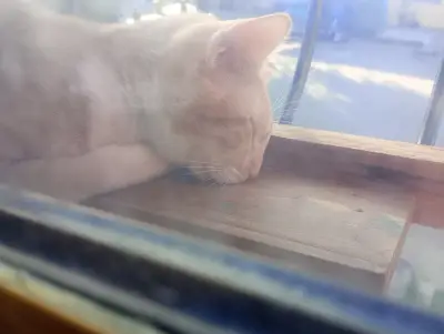 Arequipe — foto 6