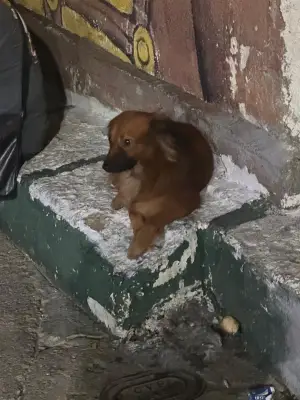 Perro perdido