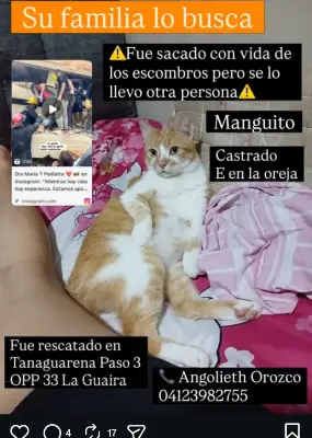 Manguito