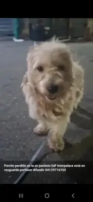 Perrito perdido
