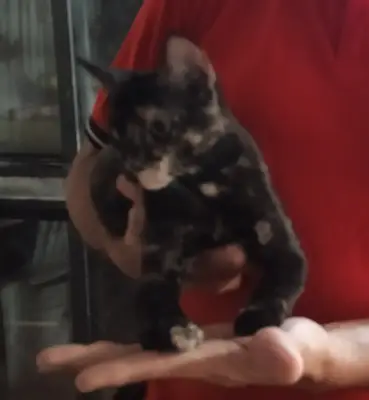 Oreo