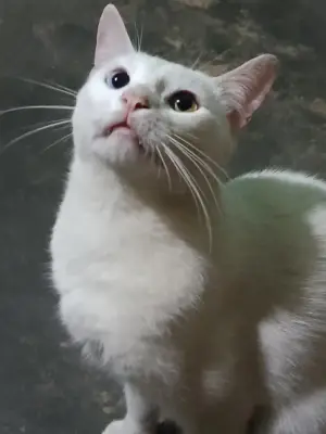 Señor bigotes