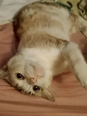 Nigi