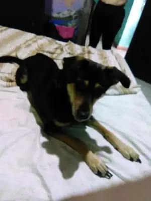 Layka