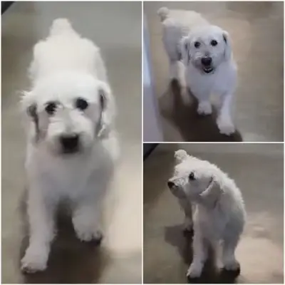 Presley
