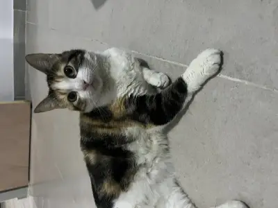 Manchita