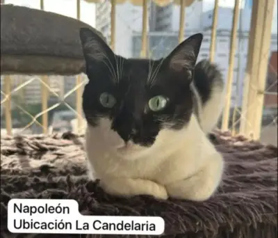 Napoleón