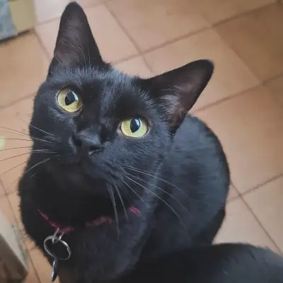 Bagheera