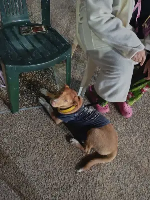 Perro perdido