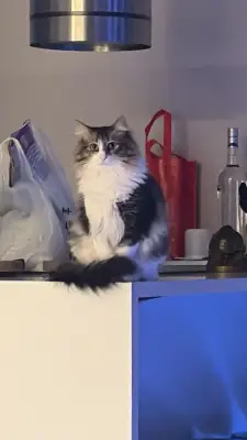 JOJO